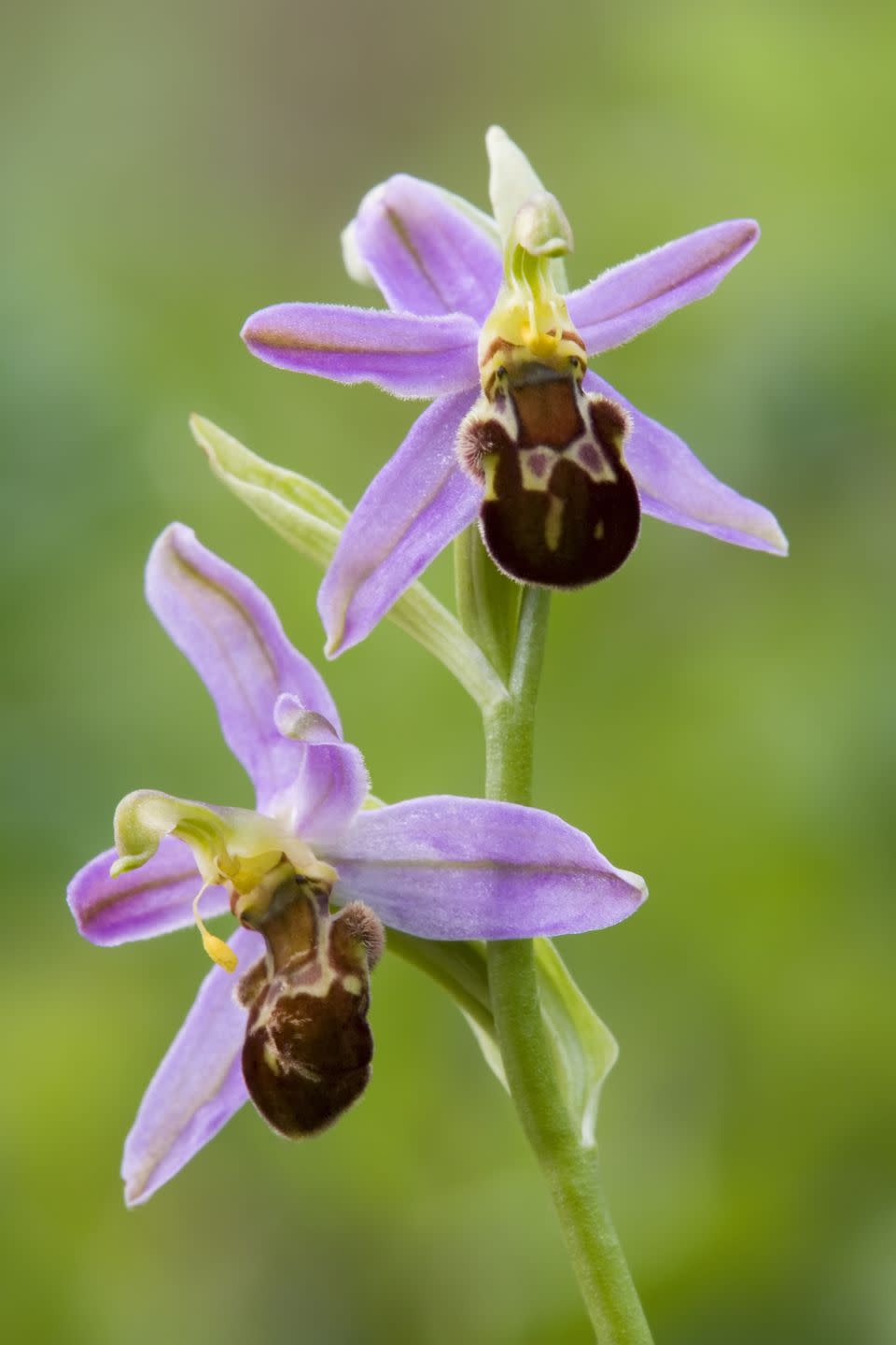 types of orchid bee orchid