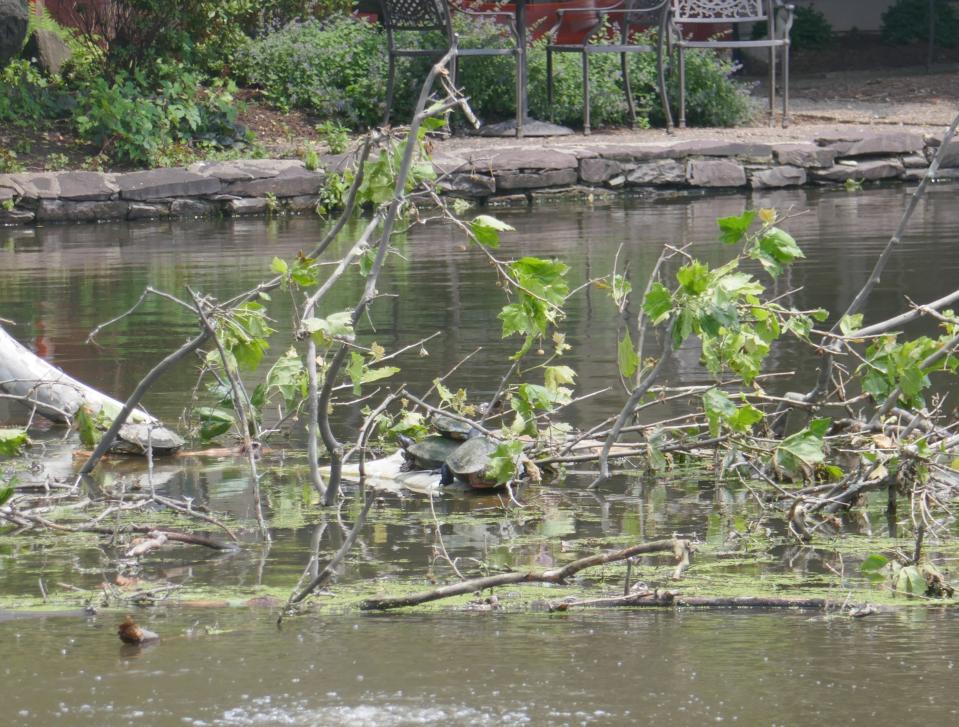 Turtles rest in the sun on an exposed branch of a large tree that fell into Lake Afton in Yardley during a storm June 26.