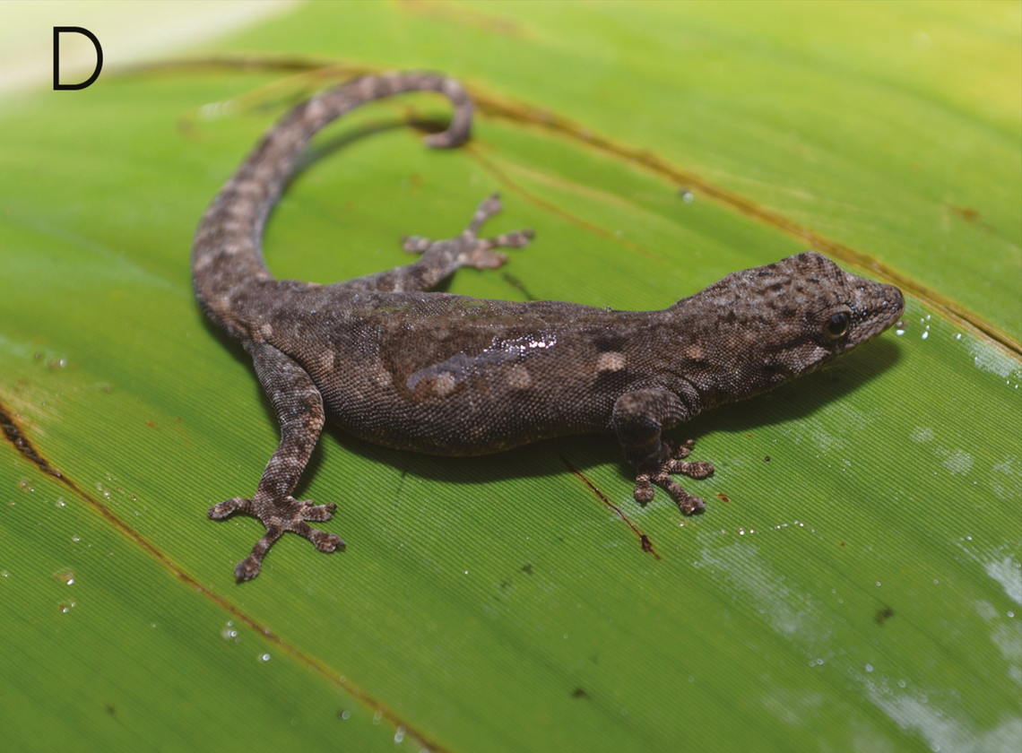 A Lygodactylus karamoja, or Karamoja dwarf gecko, with darker coloring.