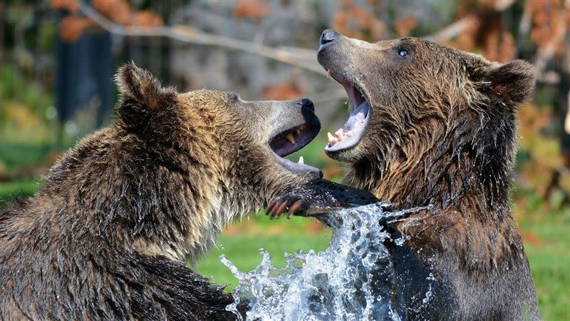 灰熊傳出攻擊登山夫妻，釀成兩死一狗喪命的慘劇。（示意圖／Pixabay）