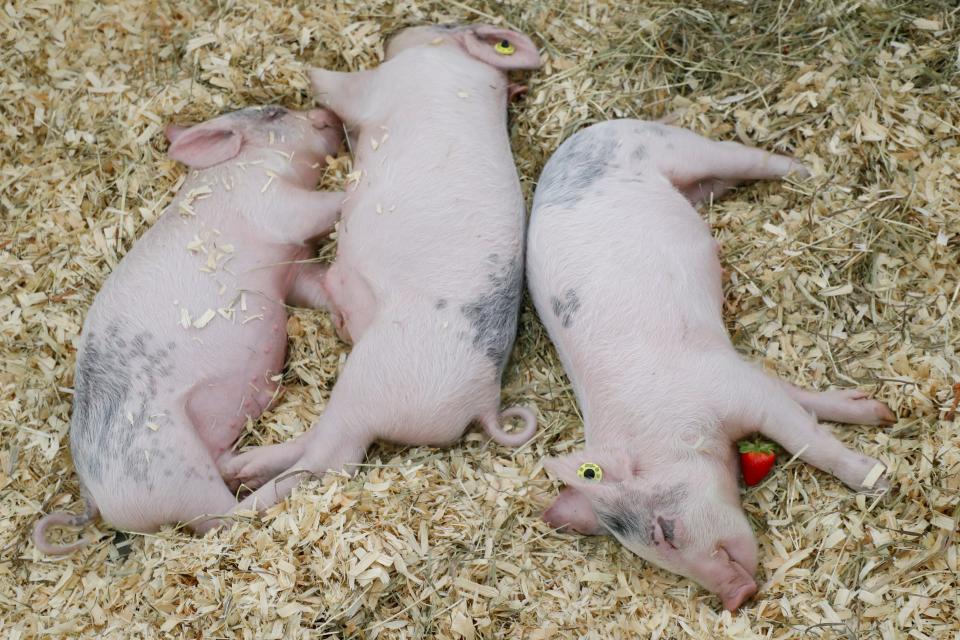 A piglet cuddles with a strawberry at the Kentucky State Fair. Aug. 23, 2021