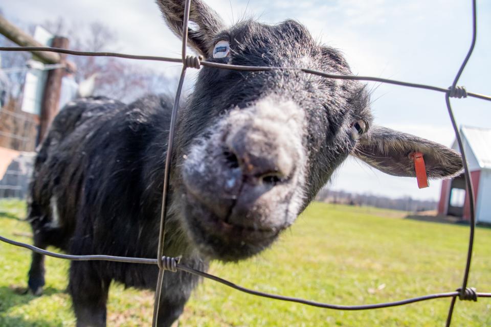 One of the goats gets curious during the Easter weekend event at the farm.