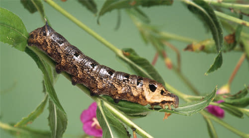 The hawk moth caterpillar is not believed to be harmful to humans. Source: AAP/Mary Evans Picture Library