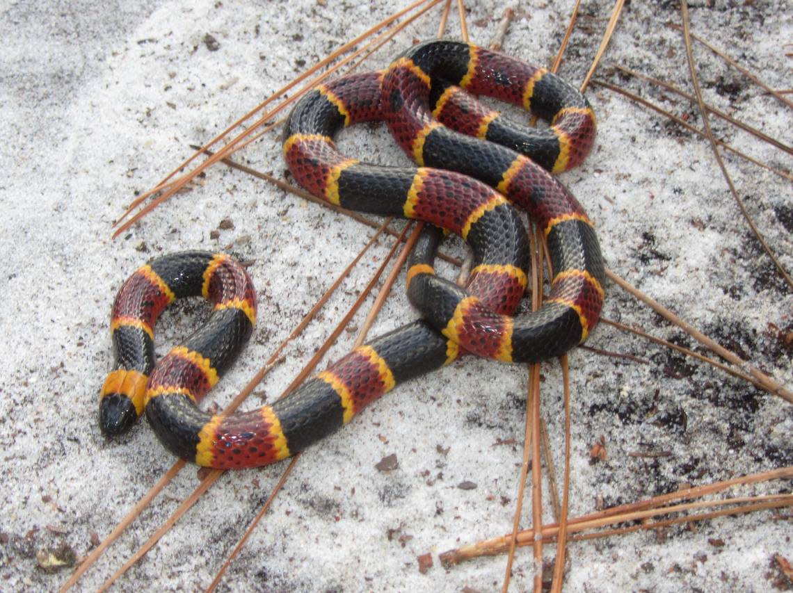 An eastern coral snake is rare in Georgia, but are extremely venomous. NC Museum of Natural History