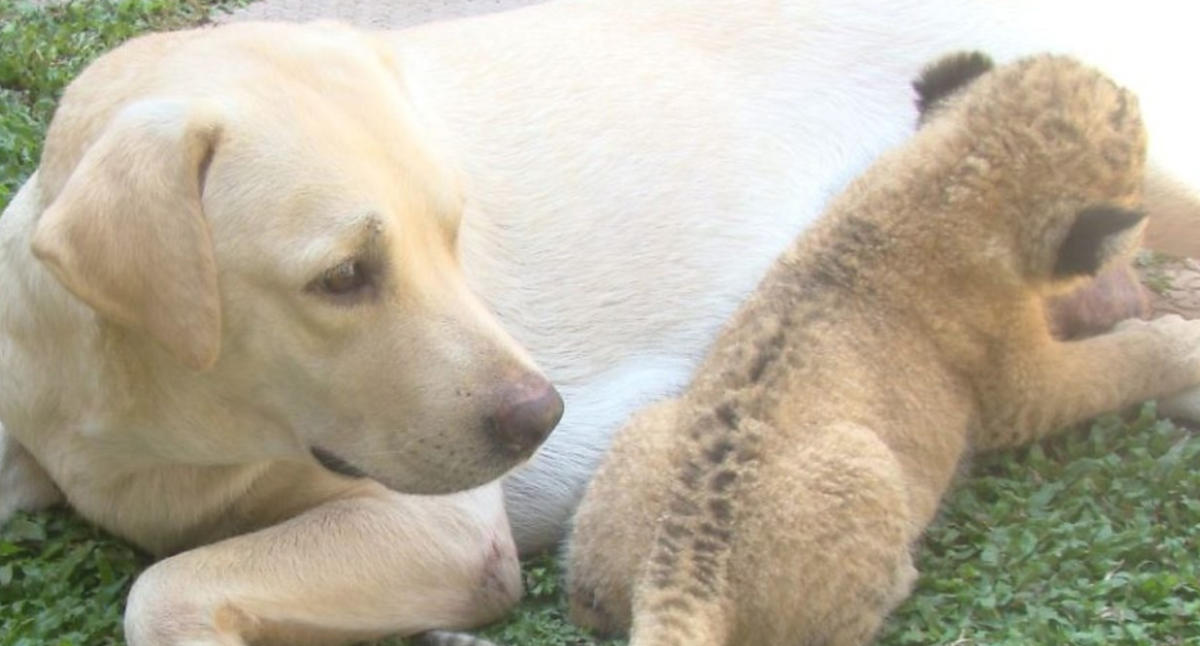 German Shepherd Adopts Lion Cubs After They're Rejected By