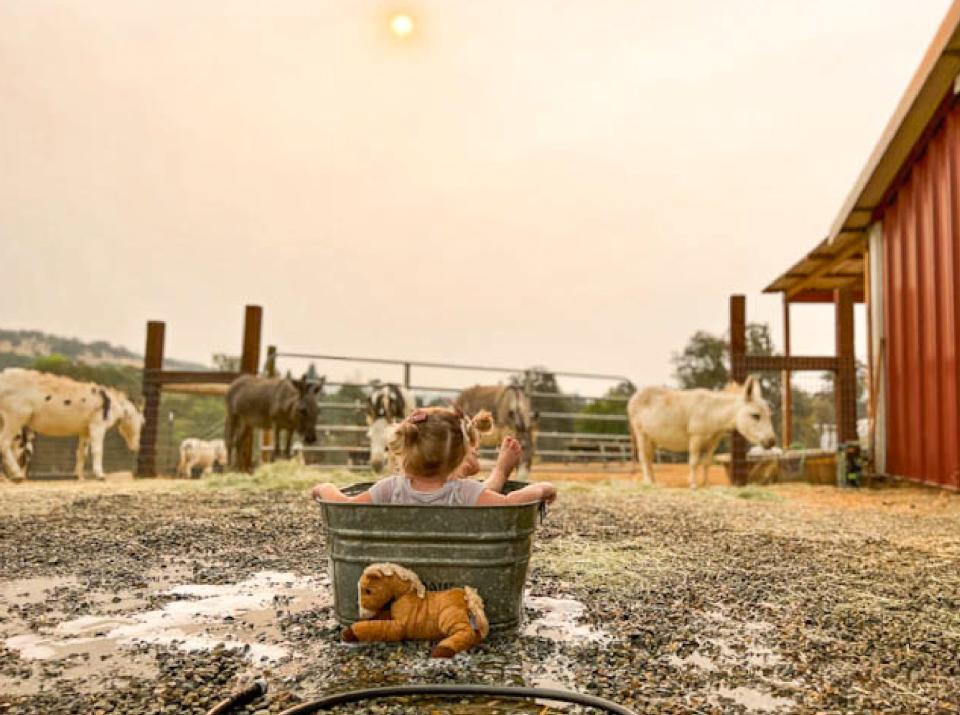 a scene from Christina Heinritz's homestead in California, where she lives with her family, showing a young girl sitting in a bucket with her back to the camera, eyeing some small horses or donkeys