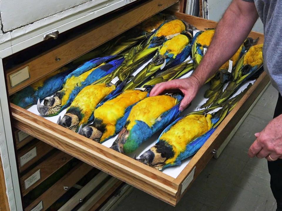 A drawer of blue-and-yellow macaw specimens.