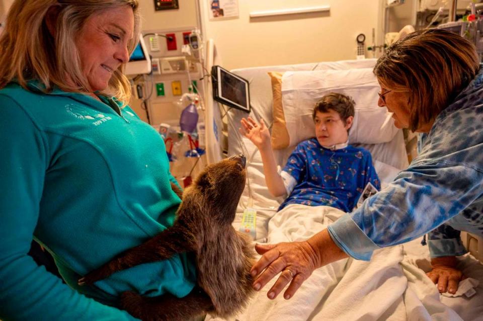 Antonio Alba-Miller gets a view of rescues animals from his hospital bed as his grandma Laura Davis pets a sloth named Edward Scissor Hands on Wednesday, May 24, 2023. SeaWorld San Diego provided the experience for young patients at Sutter Children’s Center by bringing rescued and rehabilitated animals to the hospital. Lezlie Sterling/lsterling@sacbee.com