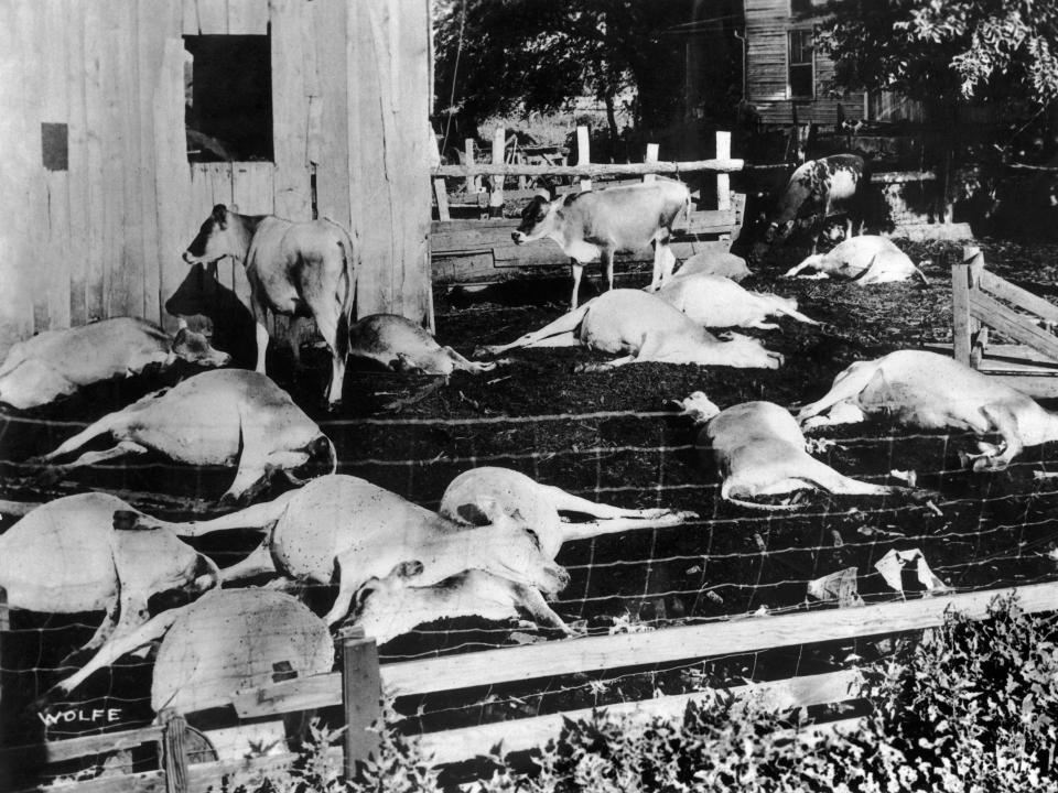 Dead livestock during the drought in Kansas in 1934.