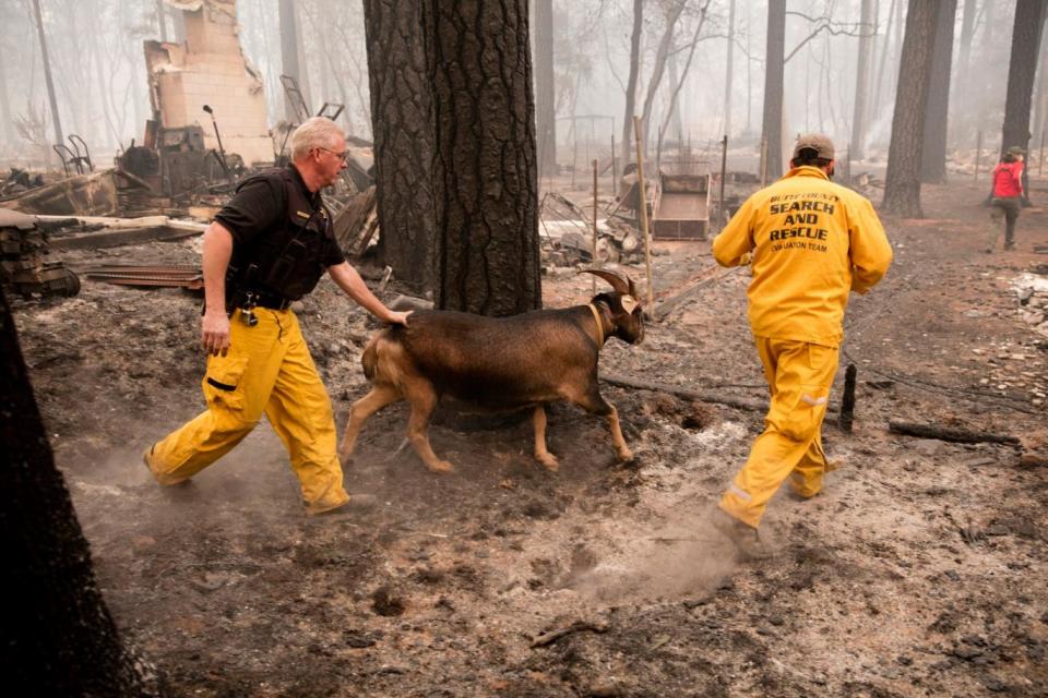 Butte County Sheriff Search and Rescue crews rescue an abandoned goat (EPA)