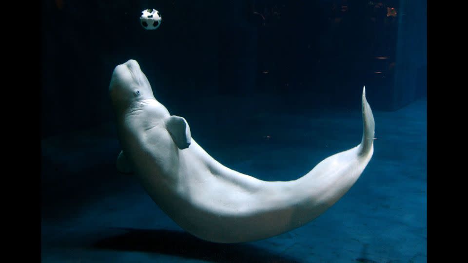 A beluga whale plays with a soccer ball at the Beijing Aquarium in China. - MARK RALSTON/AFP/Getty Images