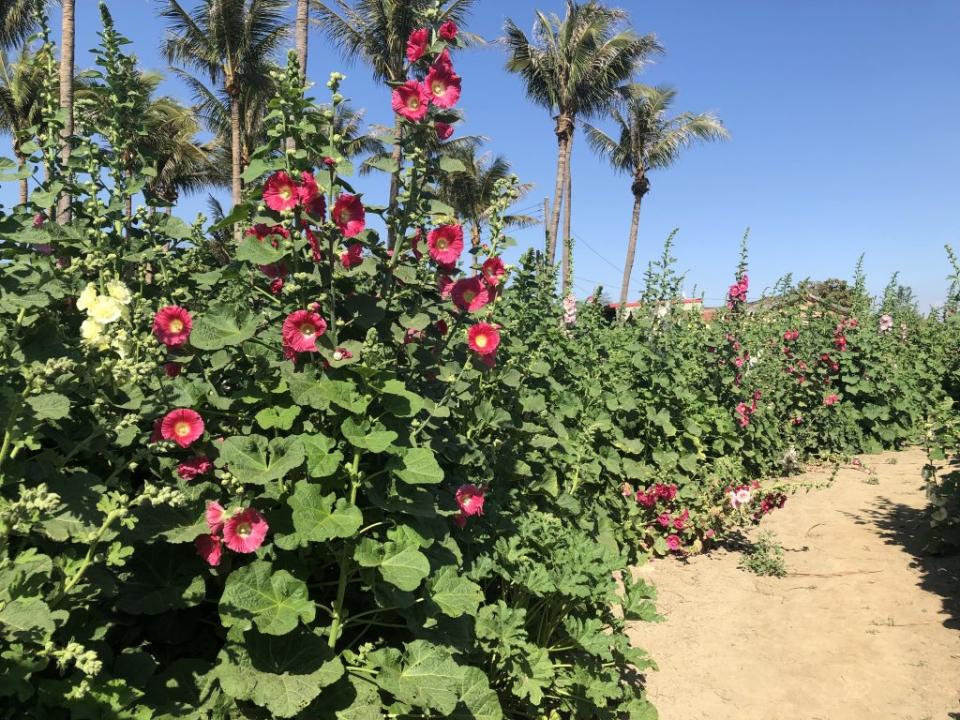 學甲光華社區栽種的蜀葵花，因氣溫轉熱已有四成開花，蜀葵花節將在二十五日登場。 (記者盧萍珊攝)