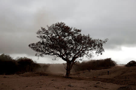 A burned tree covered with ash stands in an area affected by the eruption of the Fuego volcano at San Miguel Los Lotes in Escuintla, Guatemala, June 6, 2018. REUTERS/Carlos Jasso