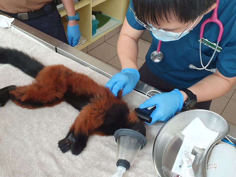 One of the Red Ruffed lemur twins, born in February, is microchipped by a Wildlife Reserves Singapore worker, at the Singapore Zoo