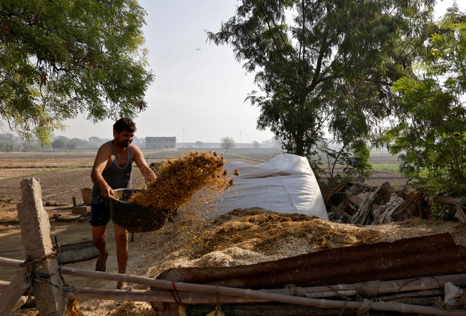 A farmer removes fodder as he cleans a portion of the courtyard of his house next to a paddy field in Mathura