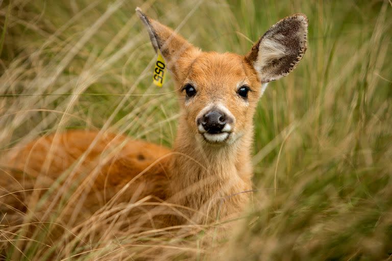 El ciervo de los pantanos es una especie en peligro de extinción