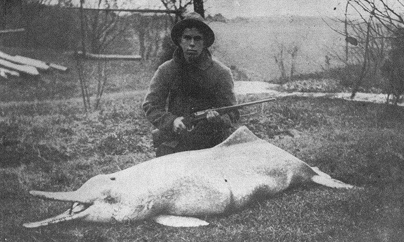 Yangtze River Dolphin