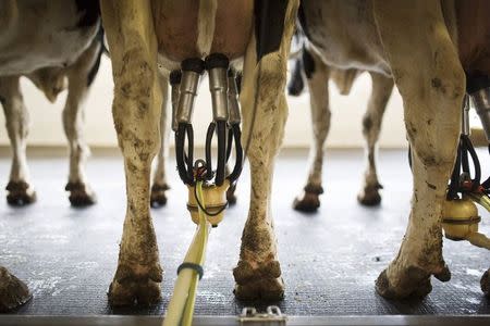 Cows are milked at a dairy in the kibbutz of Nir Oz, near the Israeli-Gaza border in southern Israel December 18, 2014. Picture taken December 18, 2014. REUTERS/Amir Cohen