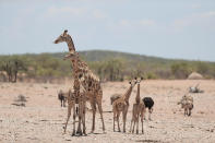 <p>A family of giraffes inspects the area before moving in towards the Renostervlei watering hole in Etosha National Park. (Photo: Gordon Donovan/Yahoo News) </p>