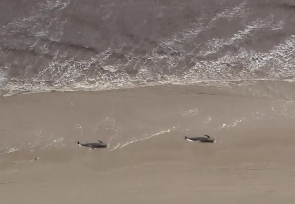 In this image made from aerial video shows numerous stranded whales along the coastline Wednesday, Sept. 23, 2020, near the remote west coast town of Strahan on the island state of Tasmania, Australia. More pilot whales were found stranded on an Australian coast Wednesday, raising the estimated total to almost 500 in the largest mass stranding ever recorded in the country. (Australian Broadcast Corporation via AP)