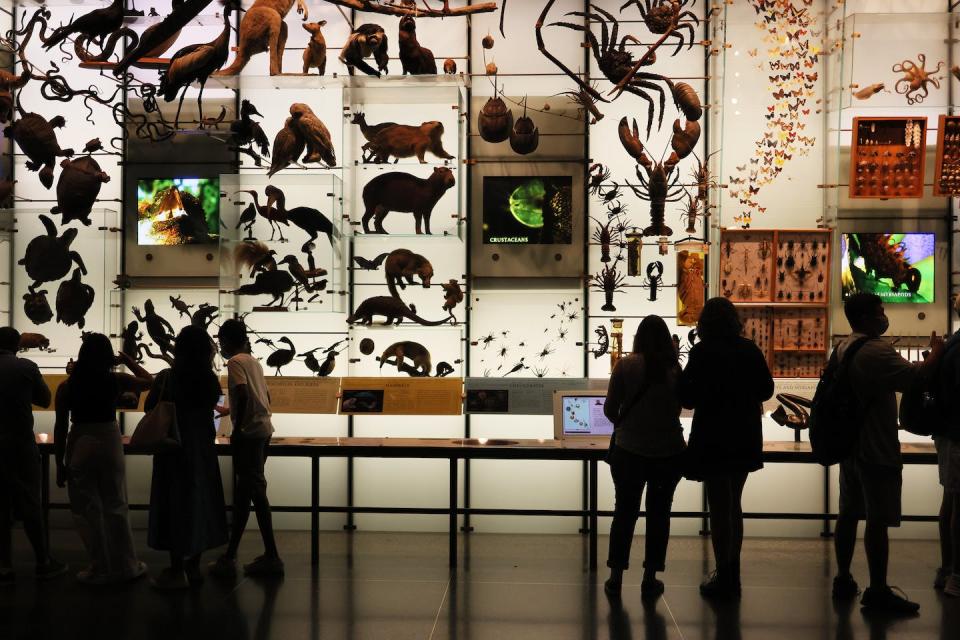 Animals and plants in museum collections, such as these in New York’s American Museum of Natural History, are valuable sources of DNA for studies of evolution and biodiversity – but collection methods can affect how useful they are. <a href="https://www.gettyimages.com/detail/news-photo/people-visit-the-american-museum-of-natural-history-on-july-news-photo/1411282889" rel="nofollow noopener" target="_blank" data-ylk="slk:Michael M. Santiago/Getty Images;elm:context_link;itc:0;sec:content-canvas" class="link ">Michael M. Santiago/Getty Images</a>