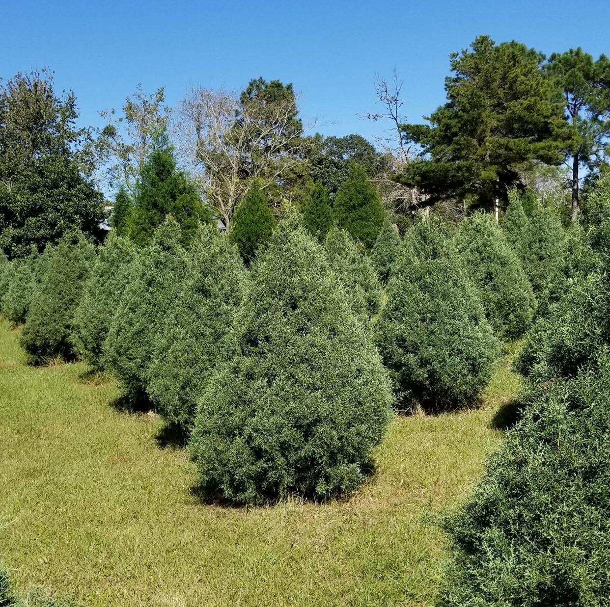 Christmas trees in the field at the Bavarian Christmas Tree Farm