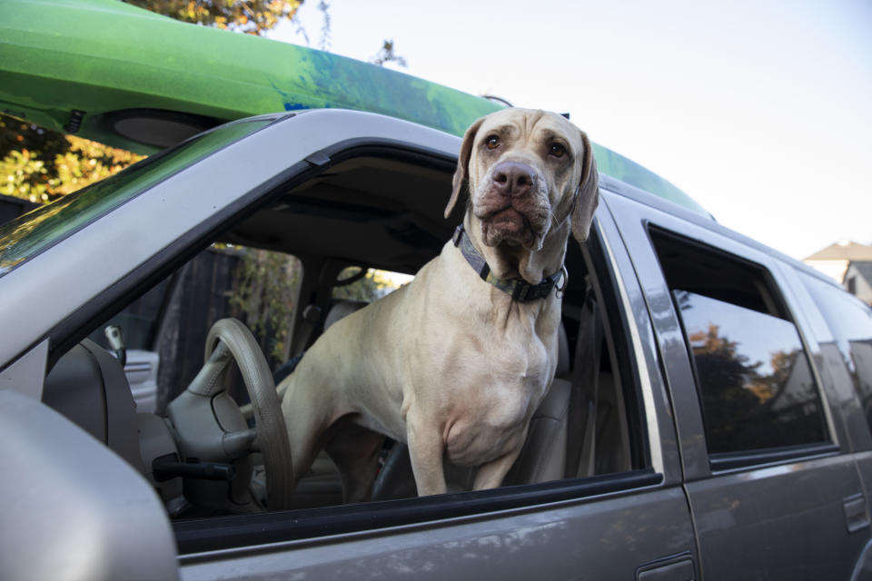 Ruby waits for his owner to evacuate as a wildfire called the Kincade Fire threatens the area near Healdsburg, Calif., Saturday, Oct. 26, 2019. (AP Photo/Ethan Swope)
