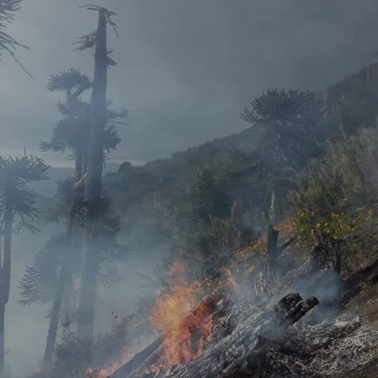 Nuevos focos de incendio en el Parque Nacional Lanín por una tormenta eléctrica