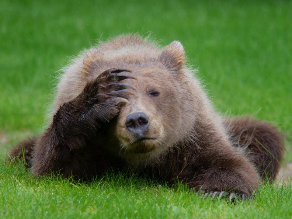 "Coastal Brown Bear Cub with Headache" by Danielle D'Ermo shows a bear appearing to facepalm.