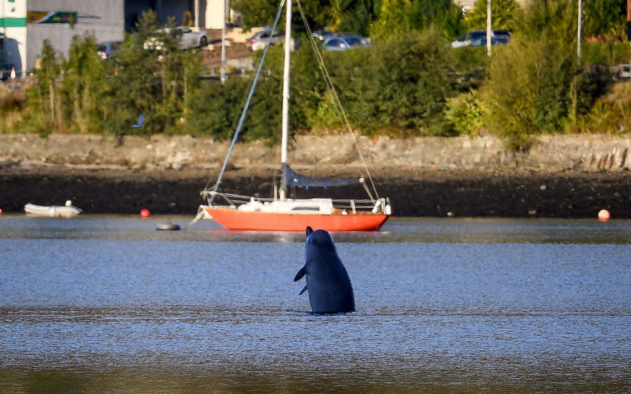 A northern bottlenose whale breaches the water as boats attempt to herd the pod from the Gare Loch - Getty