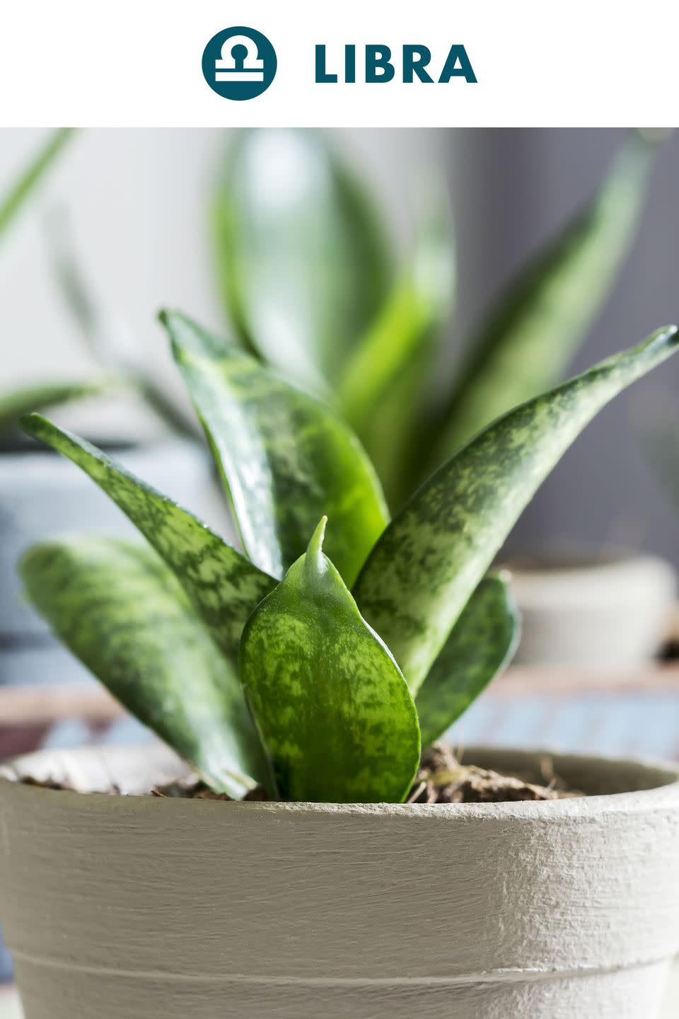 Libra : Snake Plant