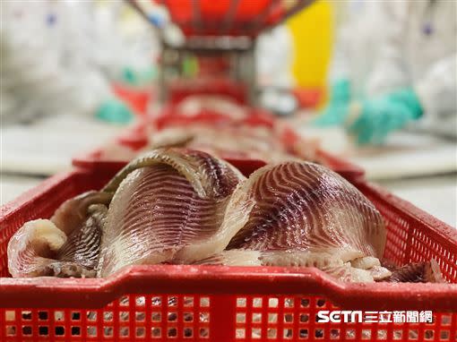 台灣鯛魚養殖、加工與生產相當專業，一年可產出一千棟101的高度。（圖／記者馮珮汶攝）