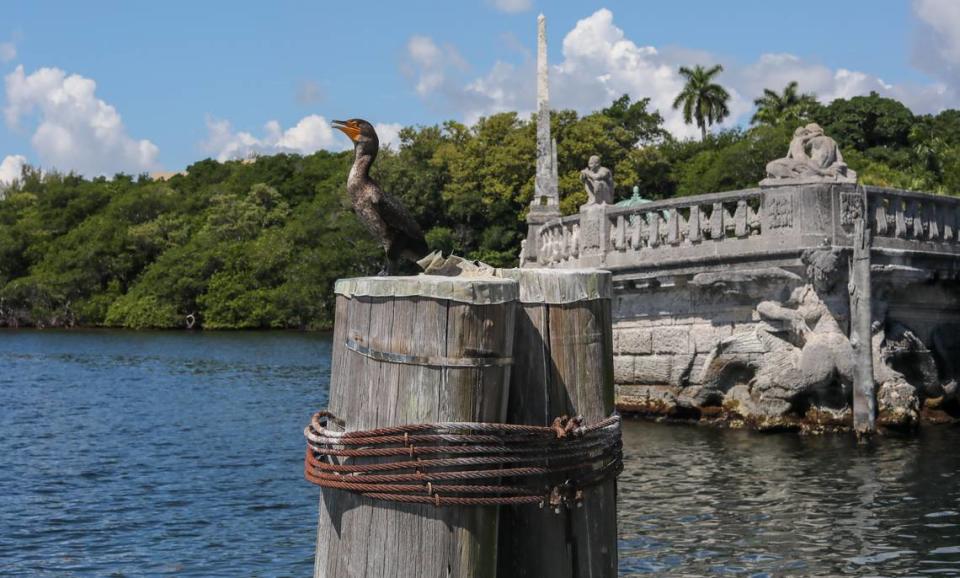 El Vizcaya Museum and Gardens es una propiedad frente a la bahía que se encuentra a unos cuatro pies sobre el nivel del mar. El huracán Irma arrastró a la bahía de Vizcaya partes de la barcaza de piedra y concreto situada frente a la propiedad en 2017. Desde entonces, la barcaza ha sido restaurada a su estado histórico.