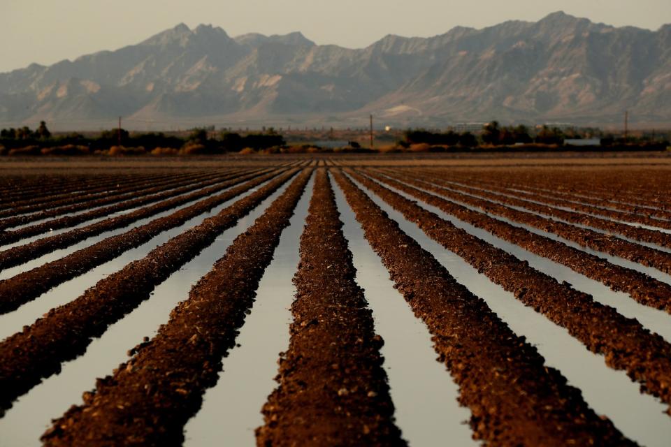 Colorado River water irrigates a farm field in Blythe.