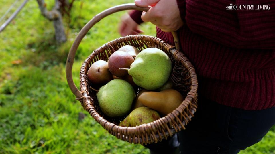 woman holding basket of pears