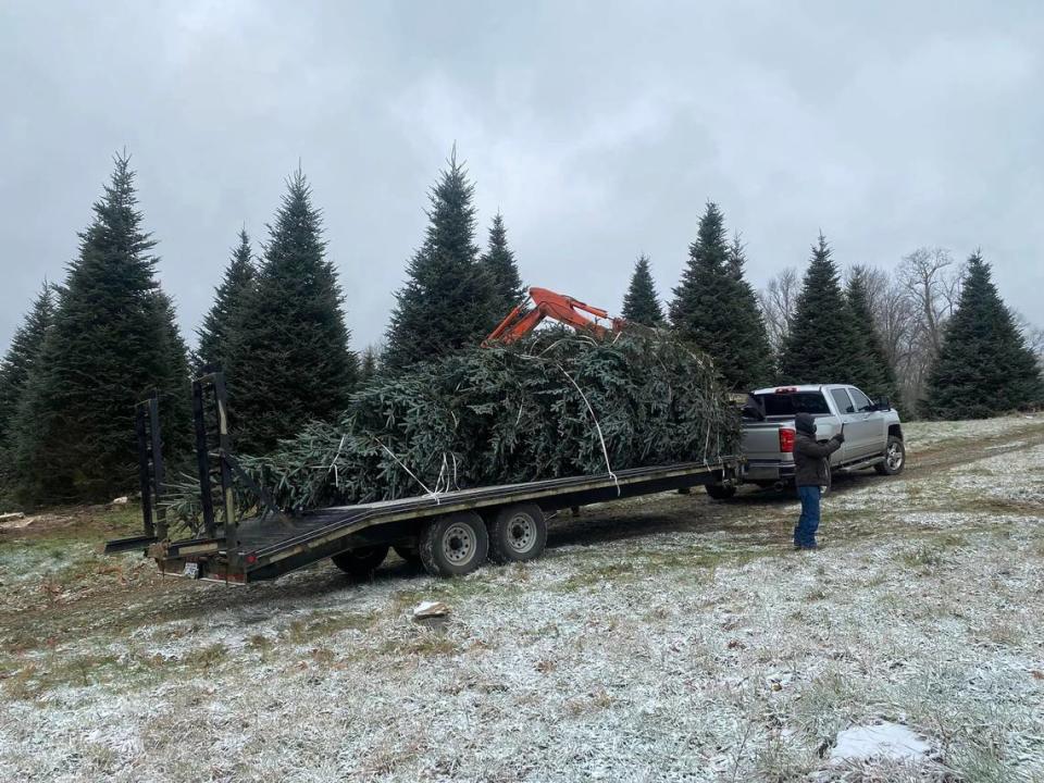 A Fraser fir being hauled from a farm in western North Carolina. Sugar Mountain Farms brings the trees to Hilton Head Island during the holidays.