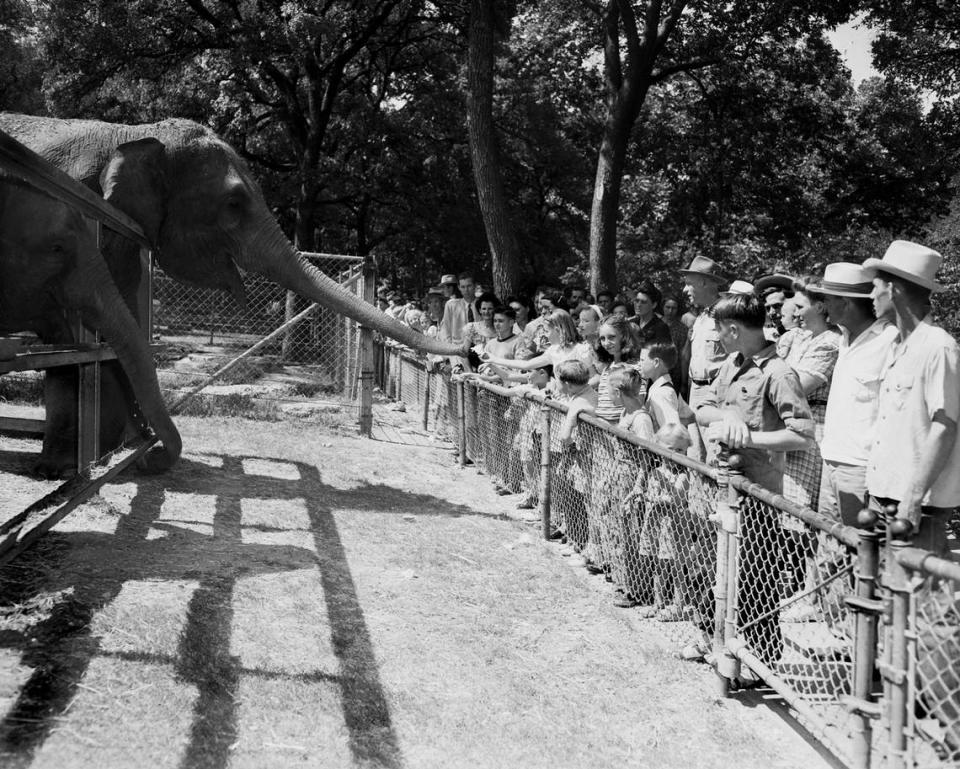 Sept. 7, 1947: Queen Tut, zoo elephant, obligingly receives offerings of bread and peanuts from her public Sunday, when an open house was held at Forest Park Zoo in honor of her 28th birthday. Penny, her undersized stablemate, wistfully thrusts out her trunk for a share of the day’s proceeds.