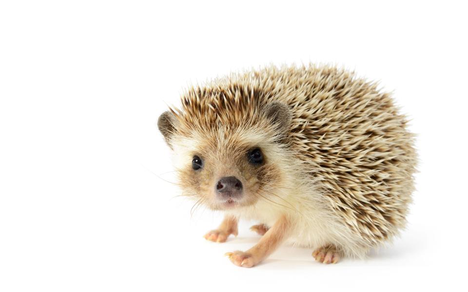 Hedgehogs are now just inhabiting a fifth of the countryside - © Robert Eastman / Alamy Stock Photo