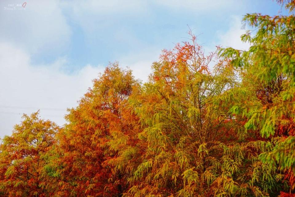 [2023 Maple Leaf Season]    Tour de 1 día por Shimen/Daxi: embalse de Shimen, sendero del bosque de arce, calle Daxi Bald Pine, Daxi Old Street y más |  Taoyuan, Taiwán.  (Foto: KKday SG)