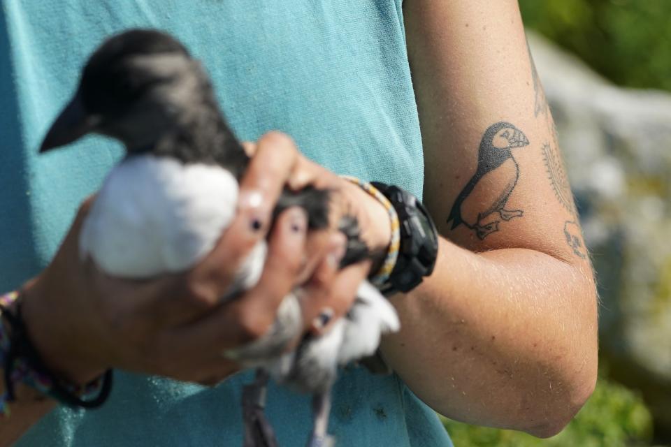 A biologists's affection for puffins is tattooed on her arm on Eastern Egg Rock, Maine, Sunday, Aug. 5, 2023. Scientists who monitor seabirds said Atlantic puffins had their second consecutive rebound year for fledging chicks after suffering a bad 2021. (AP Photo/Robert F. Bukaty)