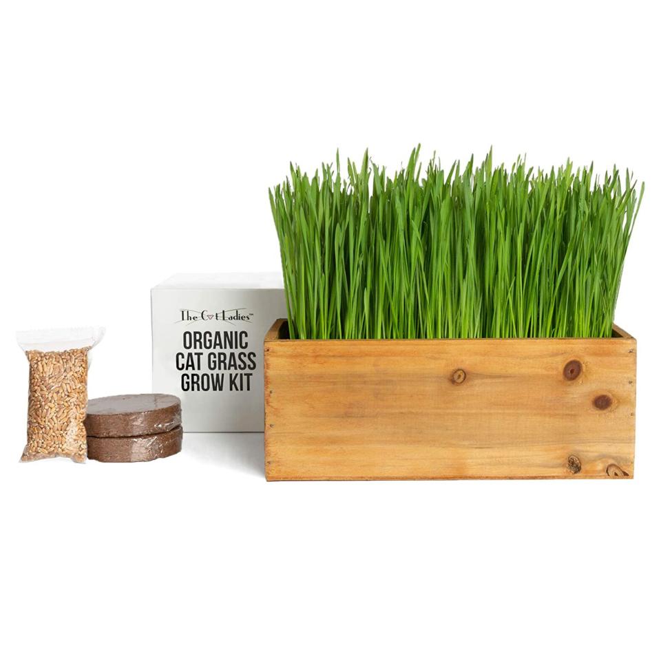 cat-organic-grass-kit-with-planter-seed-and-soil