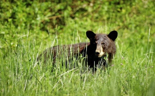 Big game archery season opens Oct. 1 in Oklahoma, including a bow season on black bears in southeastern Oklahoma.