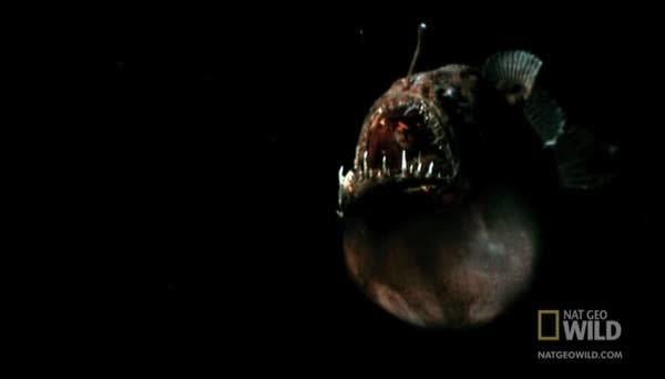 A deep sea fish with a large mouth with sharp teeth and a glowing antenna on its head