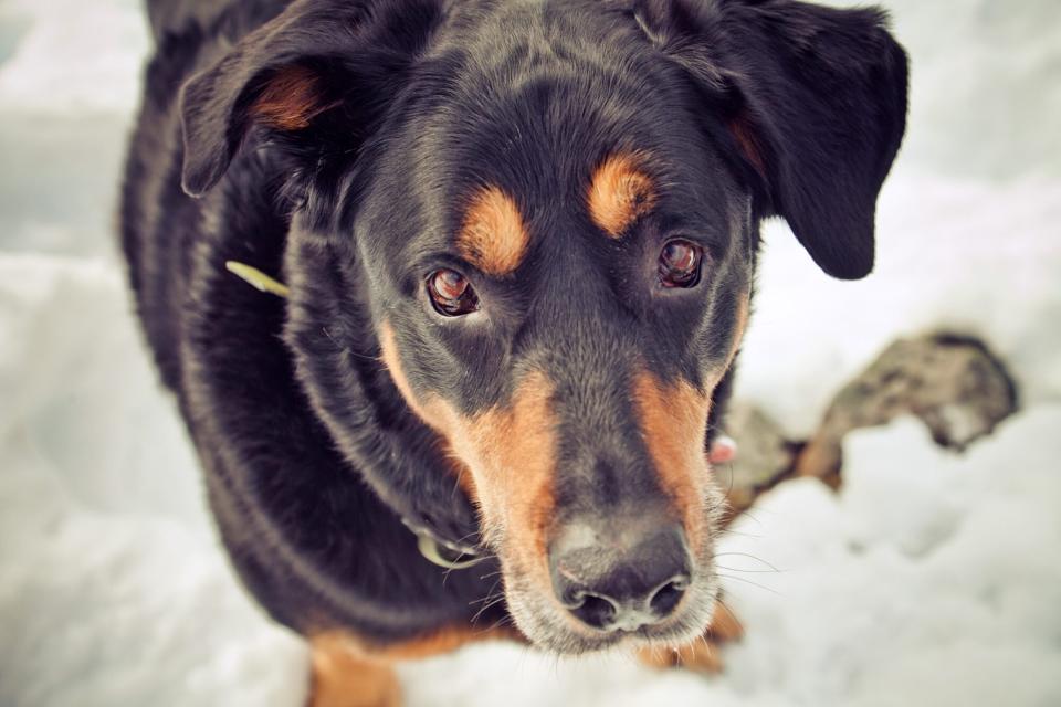 dog looking up at camera sitting in the snow; do dogs get colds?