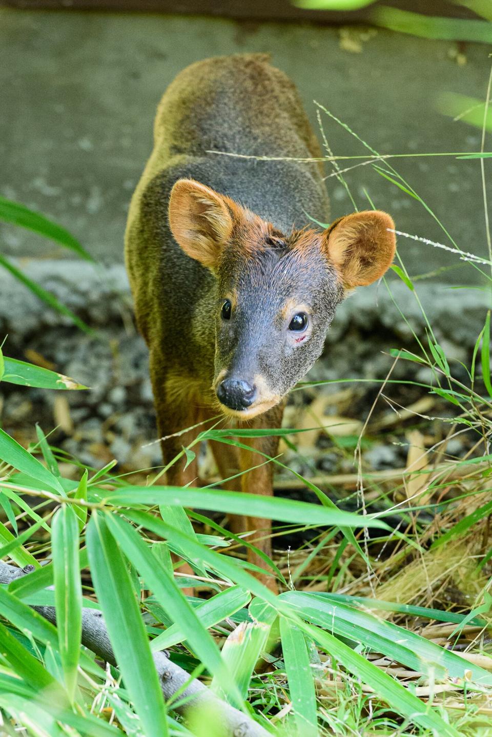 Baby pudu deer born at oakland zoo
