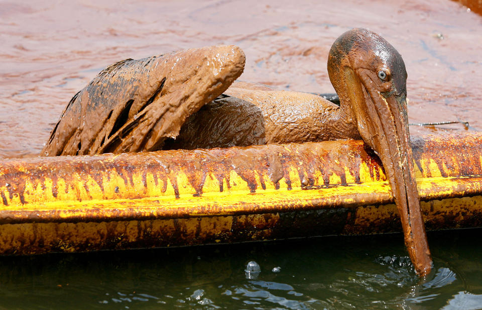 An oil-covered brown pelican tries to climb over an oil containment boom near Grand Isle, Louisiana on June 5, 2010. (Photo: Sean Gardner / Reuters)