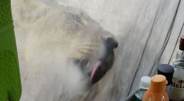 The moment one of the girls began licking the tent. Source: Francie Francisca Lubbe/Facebook.