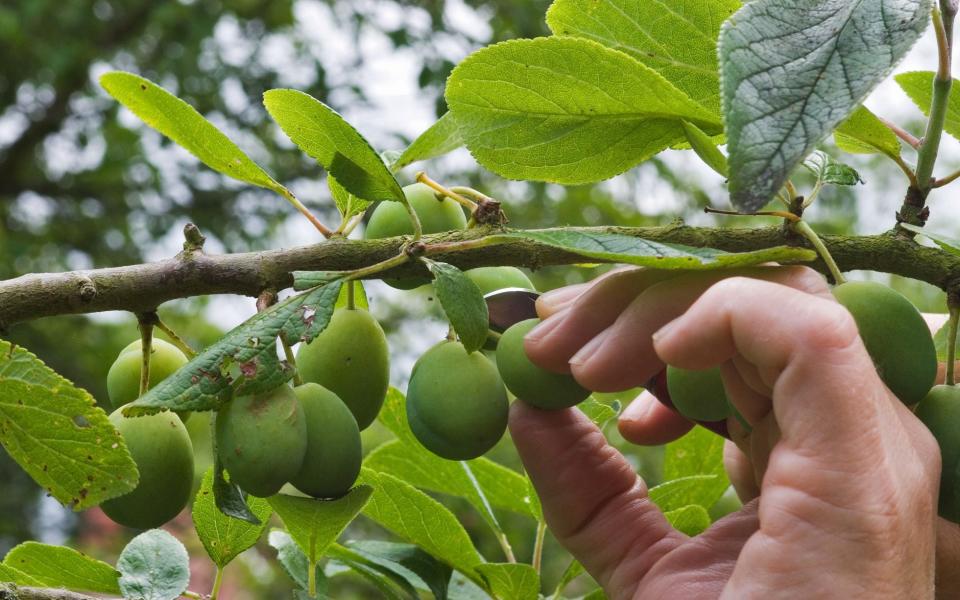 Fruit tree - Alamy