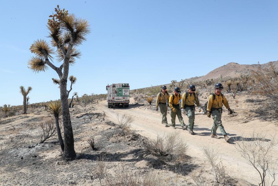 A crew from the Boise National Forest Service walks through the damage from the recent Geology Fire in Pleasant Valley in Joshua Tree National Park, Calif., June 16, 2023.  The crew was working on suppression repair.