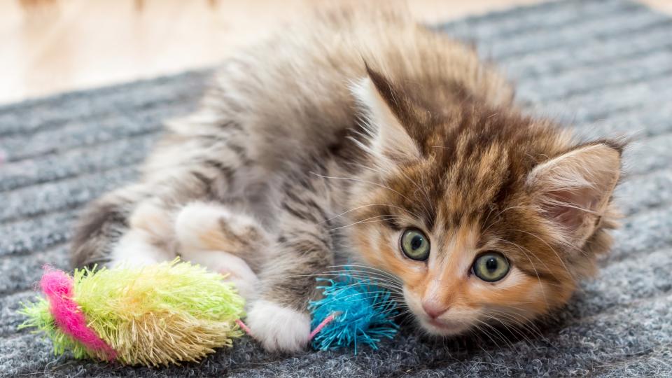 Norwegian forest cat